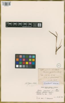 Ejemplar Rytilix granularis (L.) Skeels