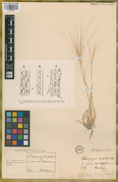 Ejemplar Scleropogon brevifolius Phil.