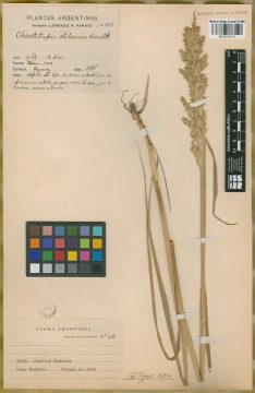 Ejemplar Chaetotropis imberbis (Phil.) Björkman var. bonariensis Nicora