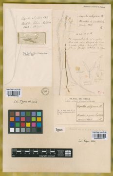 Ejemplar Agrostis uliginosa Phil.