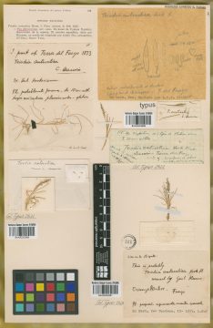 Ejemplar Triodia antarctica Hook. f.