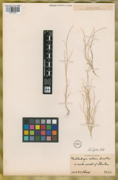 Ejemplar Muhlenbergia villosa Swallen