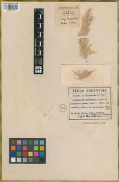 Ejemplar Cortaderia rudiuscula Stapf