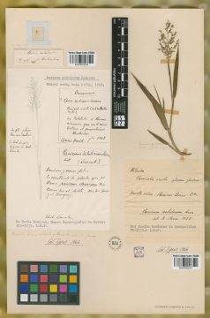 Ejemplar Panicum sabulorum Lam.