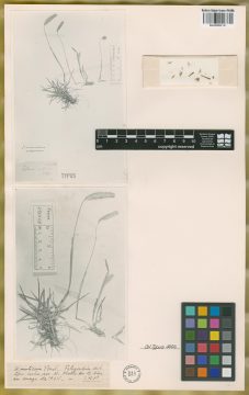 Ejemplar Hordeum muticum J. Presl.