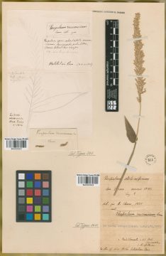 Ejemplar Paspalum racemosum Lam.