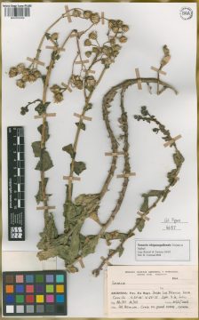 Ejemplar Senecio chipauquilensis Troiani & Seibel
