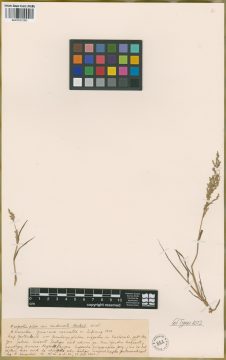 Ejemplar Eragrostis pilosa (L.) P. Beauv. var. condensata Hack.