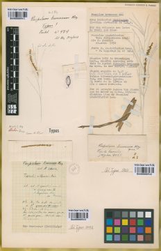 Ejemplar Paspalum brunneum Mez