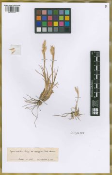 Ejemplar Elymus erianthus Phil. var. spegazzinii Hauman