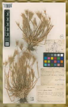 Ejemplar Hordeum glaucum Steud.