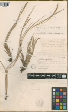 Ejemplar Setaria vaginata Spreng. var. bonariensis Nicora