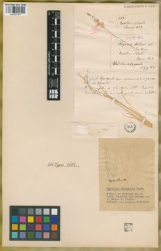 Ejemplar Deyeuxia chilensis E. Desv.