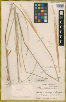 Ejemplar Stipa psittacorum Speg.