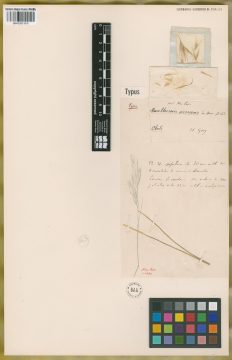 Ejemplar Danthonia virescens E. Desv.