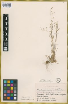 Ejemplar Poa tucumana Parodi