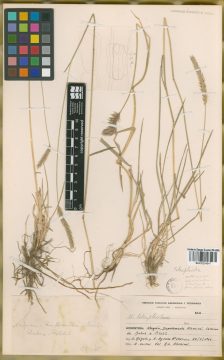 Ejemplar Hordeum tetraploideum Covas
