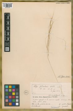 Ejemplar Stipa filiculmis Delile