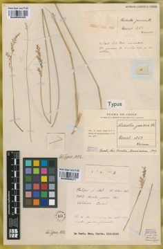 Ejemplar Nassella juncea Phil.
