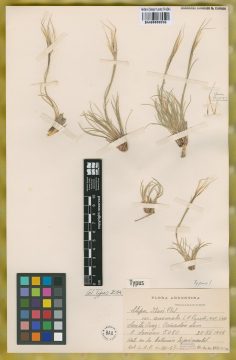 Ejemplar Stipa ibari Phil. var. anomala Parodi