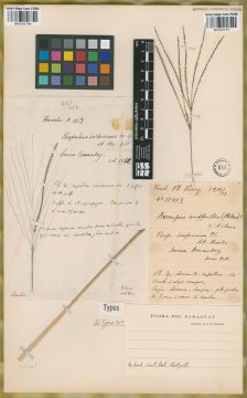 Ejemplar Paspalum iridaceum Mez