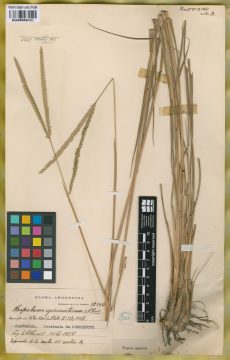 Ejemplar Paspalum guaraniticum Parodi