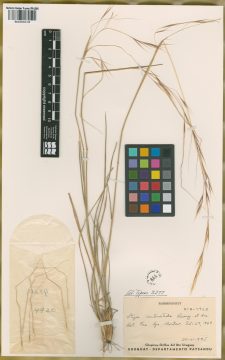 Ejemplar Stipa subnitida Roseng. & B.R. Arril.