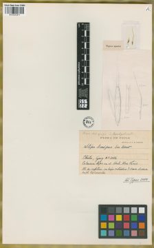 Ejemplar Stipa brevipes E. Desv.