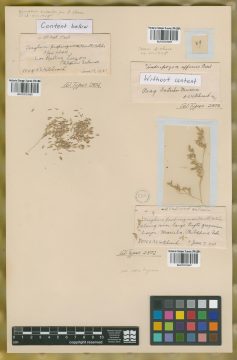 Ejemplar Sorghum propinquun (Kunth) Hitchc.