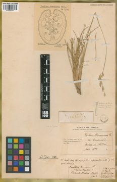 Ejemplar Festuca thermarum Phil.