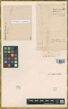 Ejemplar Agrostis rosea Griseb.