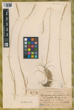 Ejemplar Agropyron patagonicum (Speg.) Parodi var. australe Parodi