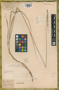Ejemplar Elymus muticus Phil.
