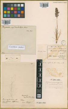 Ejemplar Deyeuxia erythrostachya E. Desv.