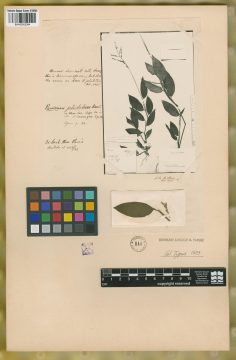 Ejemplar Panicum petiolatum Desv.
