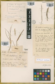 Ejemplar Poa dactyliformis Steud.