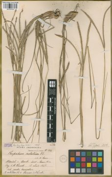 Ejemplar Paspalum notatum Alain ex Flüggé var. saurae Parodi