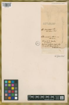 Ejemplar Stipa hans-meyeri Pilg.