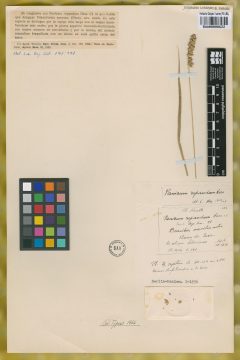 Ejemplar Panicum repandum Ness ex Trin.