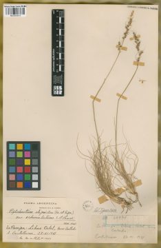 Ejemplar Piptochaetium stipoides (Trin. & Rupr.) Hack. ex Arechav. var. echinulatum Parodi