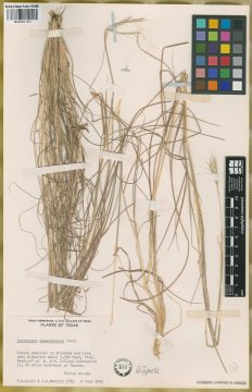 Ejemplar Andropogon edwardsianus Gould