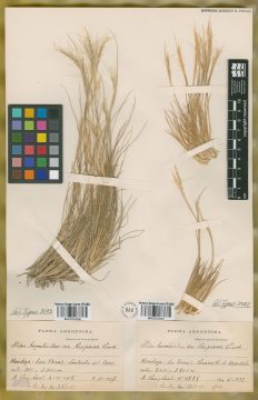 Ejemplar Stipa humilis Cav. var. ruiziana Parodi