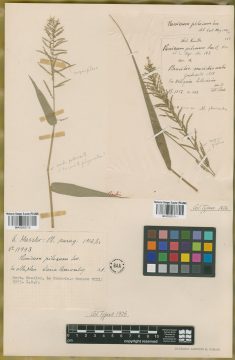 Ejemplar Panicum pilosum Sw.