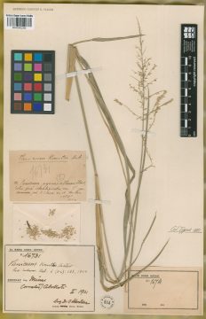 Ejemplar Panicum knuthii Herter