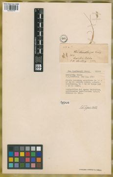 Ejemplar Poa sanbergii Vasey