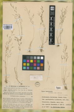 Ejemplar Deschampsia berteroana (Kunth) Trin. var. parvispicula Parodi