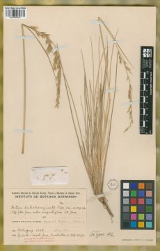 Ejemplar Festuca distichovaginata Pilg. subvar. angustiflora St.-Yves