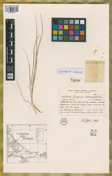 Ejemplar Koeleria fueguina C. E. Calderón ex Nicora