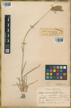 Ejemplar Chloris distichophylla Lag. var. argentina Hack.