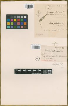 Ejemplar Panicum potamium Trin.